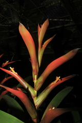 Guzmania wittmackii