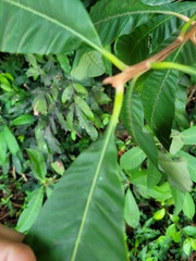 Pouteria macrophylla