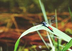 Planiplax erythropyga