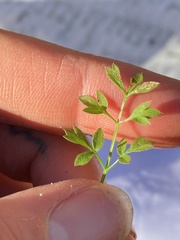 Chaerophyllum ramosum
