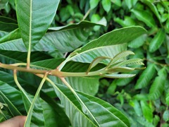 Pouteria macrophylla
