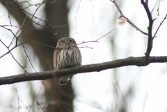 Glaucidium passerinum