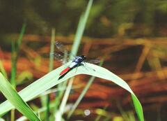 Planiplax erythropyga