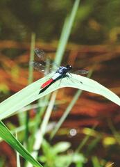 Planiplax erythropyga