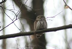 Glaucidium passerinum