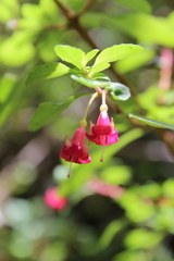 Fuchsia microphylla