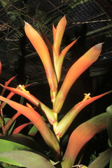 Guzmania wittmackii