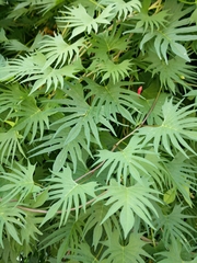 Ipomoea × multifida