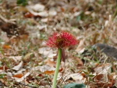Scadoxus