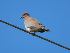 Streptopelia senegalensis senegalensis