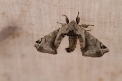 Apatelodes pudefacta