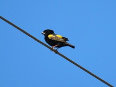 Euplectes capensis capensis