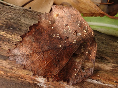 Calycellina leucella