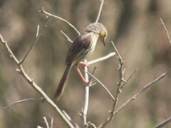 Prinia maculosa maculosa