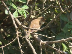 Acrocephalus scirpaceus baeticatus