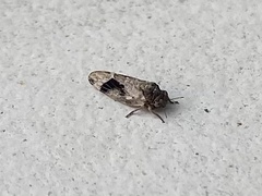 Pachypsylla celtidismamma
