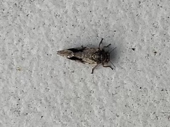Pachypsylla celtidismamma