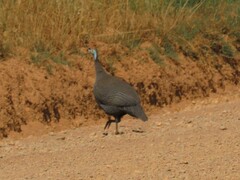 Numida meleagris coronatus