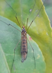 Nephrotoma
