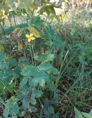 Chelidonium majus