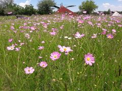Cosmos bipinnatus