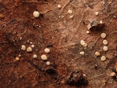 Calycellina leucella