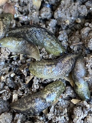 Limacus