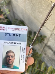 Eriococcus lagerstroemiae