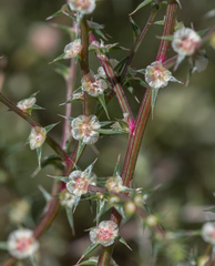 Salsola australis