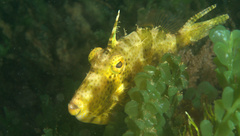 Pseudomonacanthus macrurus