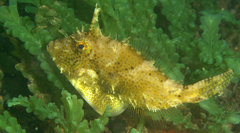 Pseudomonacanthus macrurus