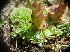 Sempervivum arachnoideum