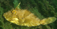 Pseudomonacanthus macrurus