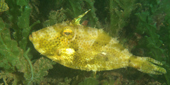 Pseudomonacanthus macrurus