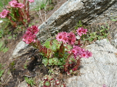 Sempervivum arachnoideum