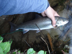 Salvelinus malma