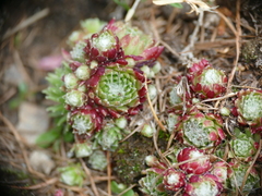 Sempervivum arachnoideum