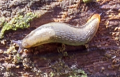 Arion