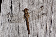 Sympetrum striolatum