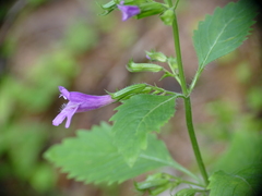 Clinopodium grandiflorum