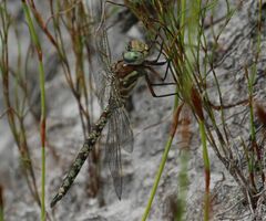 Pinheyschna subpupillata