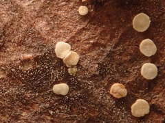 Calycellina leucella