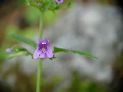 Clinopodium grandiflorum