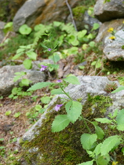 Clinopodium grandiflorum