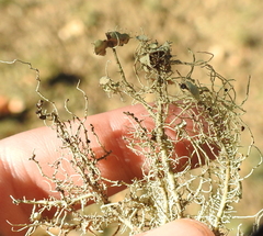 Usnea intermedia