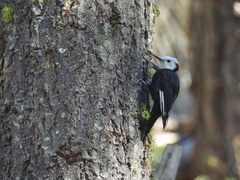 Dryobates albolarvatus
