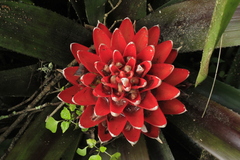 Aechmea nidularioides