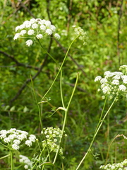 Peucedanum cervaria