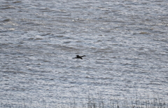 Microcarbo africanus