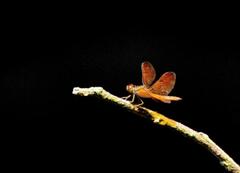 Perithemis